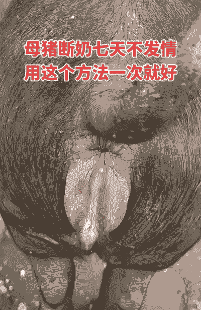 母猪产后最佳断奶时间