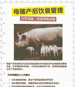 母猪产后快速恢复食欲
