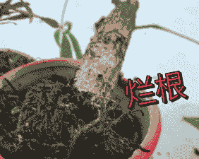 母猪产后多久消炎针