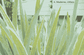 母猪产后不吃食发抖