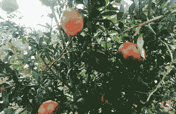 母猪产后流血带血块