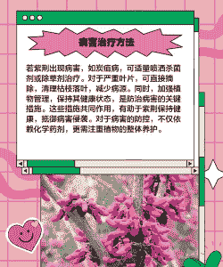 母猪生产后拉屎干