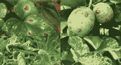 母猪产后多久要清宫