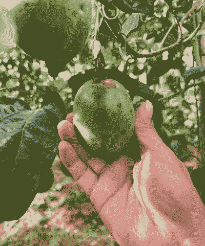 母猪产后肚子发大