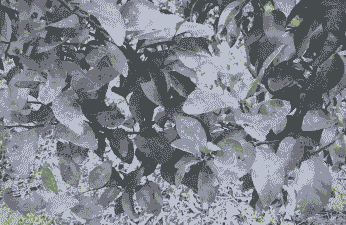 母猪产后打针后出血