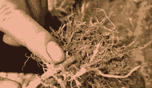 母猪生产后不排尿