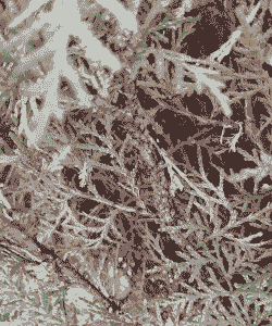 母猪产后怎么打吊针