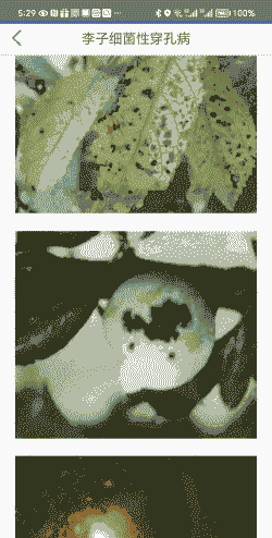 母猪产后嘴嚼白沫