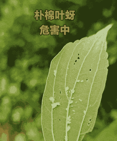 产后给母猪洗子宫