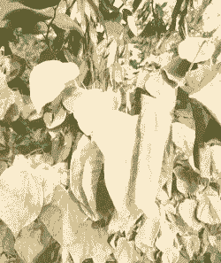 母猪产后热治疗方法