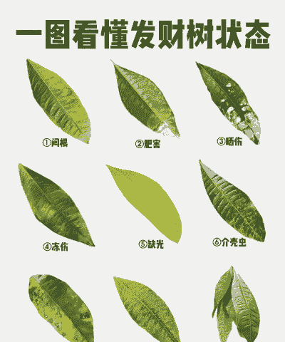 母猪产后打什么液