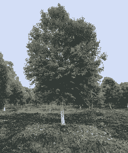 母猪产后败血怎么处理