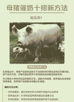 母猪产后怎么快速下奶