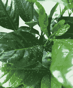 母猪产后针打什么