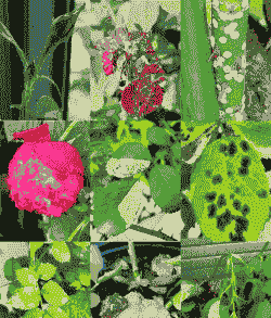 产后母猪增加食欲