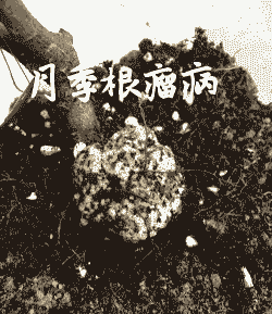 母猪产后流白脓