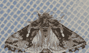 母猪产后皮肤出红点