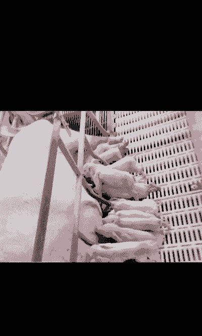 母猪产后出现黑色胎记