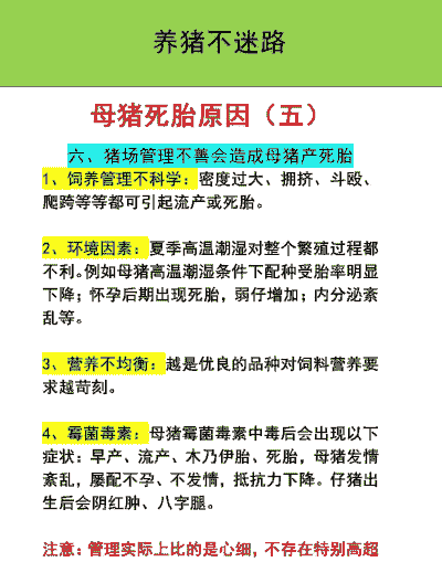 母猪产后死胎怎么处理