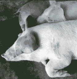 母猪产后发紫耳朵发肿