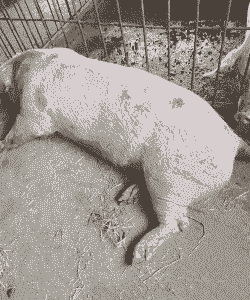 母猪产后腿站不稳