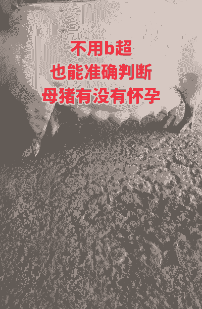 怎样判断母猪产后低温