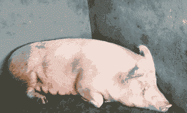 母猪生产后腿不稳