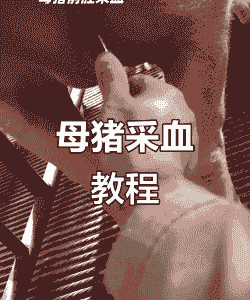 母猪产后出血如何补血