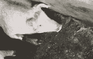 母猪产后呕吐拉肚子