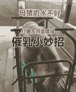 母猪产后喂几次红糖