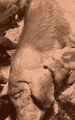 给产后母猪打针