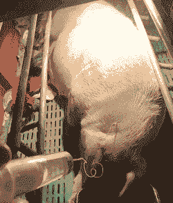 母猪产后30天消瘦