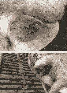 母猪产后发烧外阴肿大