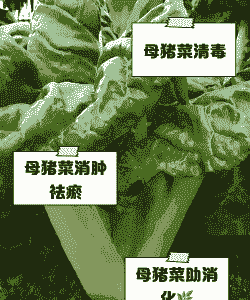 母猪产后能吃青菜么