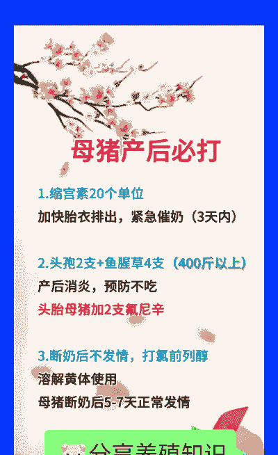 母猪的产后护理语录