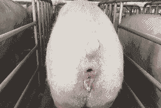 母猪助产后外阴肿大