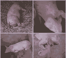 母猪产后不吃食发紫