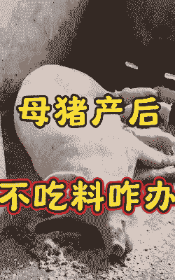 产后母猪不愿吃食