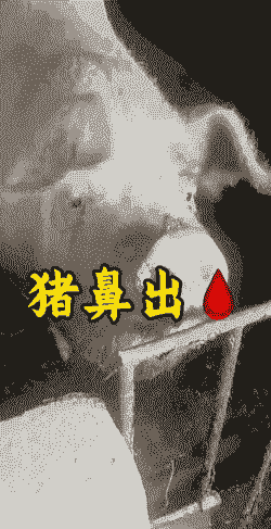 产后母猪流鼻血