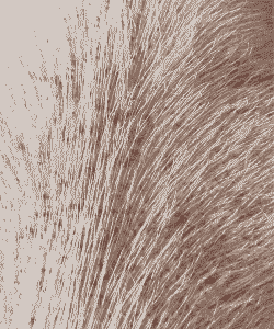 母猪产后全身毛孔出血