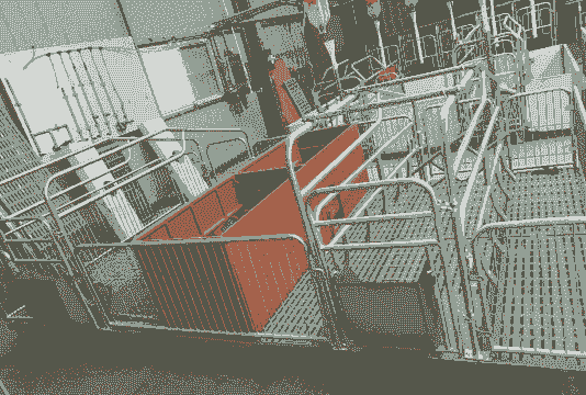 母猪产后上产床行吗