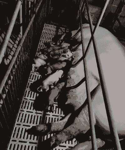 母猪产后睡觉会抖