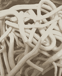 母猪产后下奶中药