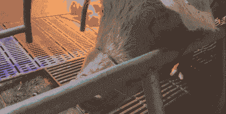 产后母猪夏季输液