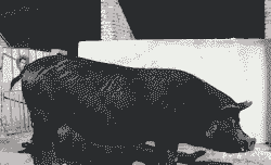 母猪产后黑色稀粪