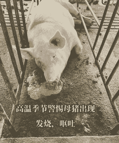母猪产后呕吐咋回事