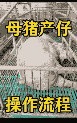 母猪流产后怎么喂食