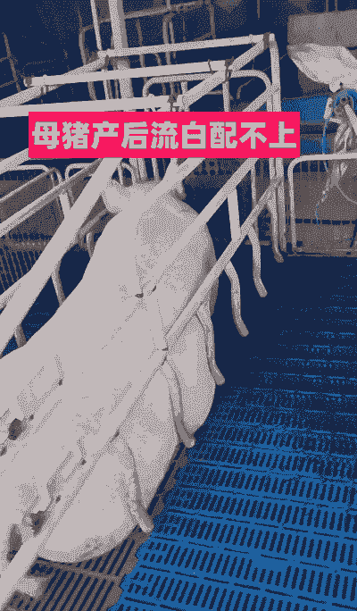 母猪产后适宜运动吗