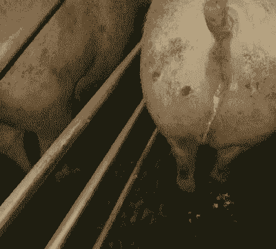 母猪产后尿不沥