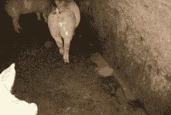 母猪生产后拉水